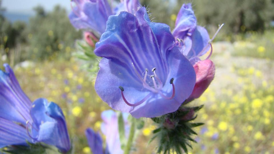  Bafa Gölü Bitkileri