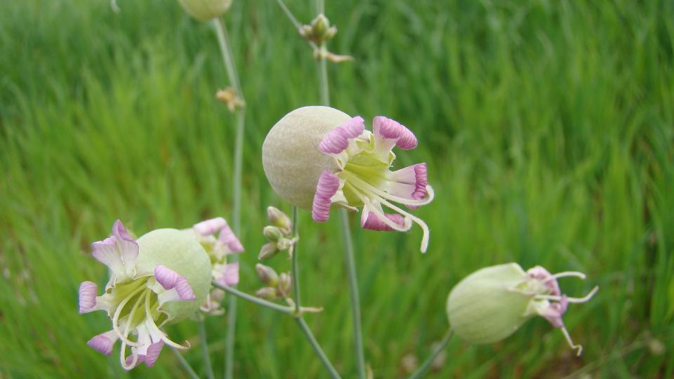  Bafa Gölü Çicekleri