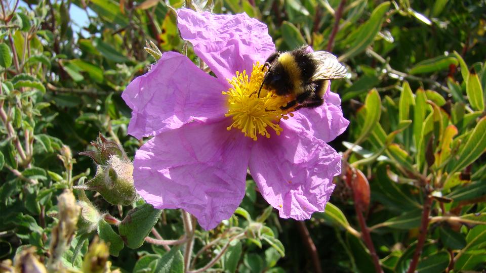  Bafa Gölü Çicekleri