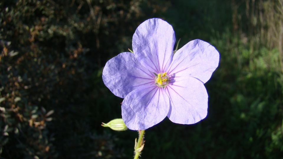  Bafa Gölü Çicekleri