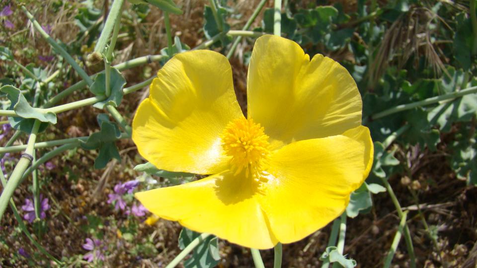  Bafa Gölü Çicekleri